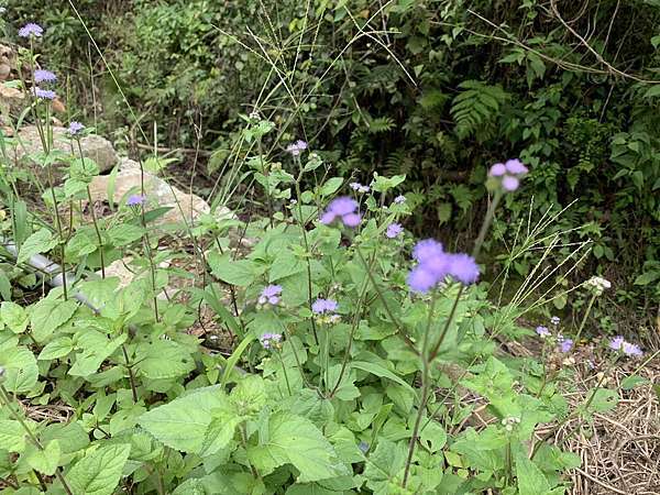 粉源植物 紫花藿香薊 夏季蜜蜂採粉的來源 西洋蜂沒什麼興趣 諾亞蜂舟 Citybee 劉伯烏蜂蜜龍眼蜂蜜 痞客邦