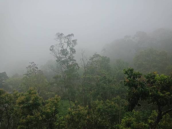 劉伯烏蜂蜜 自流蜜蜂箱 檢查自流蜜蜂箱蜜蜂有沒有上來儲蜜 保麗龍蜂箱換成木箱 前幾天下雨無法檢查蜂箱 造成贅巢蓋滿片 必須移除贅巢後再加新的空巢片 諾亞蜂舟 Citybee 劉伯烏蜂蜜龍眼蜂蜜