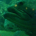 巨大醜魚