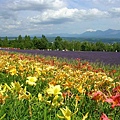 富田農場的花海.jpg