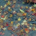 上賀茂神社-3.jpg