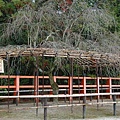 上賀茂神社-風流櫻.jpg