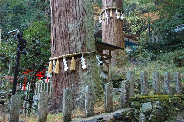 由岐神社-神木.jpg