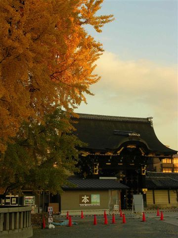 西本願寺的銀杏.jpg