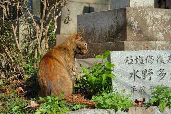 伏見稻荷大社-9.jpg