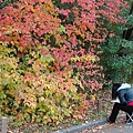 京都市立植物園-1.jpg