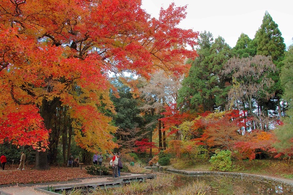 京都市立植物園-3.jpg