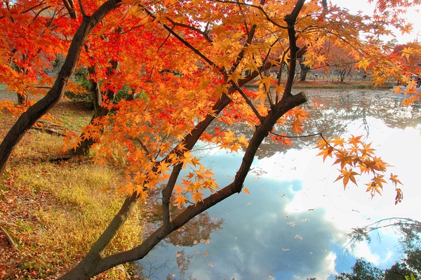 京都市立植物園-11.jpg