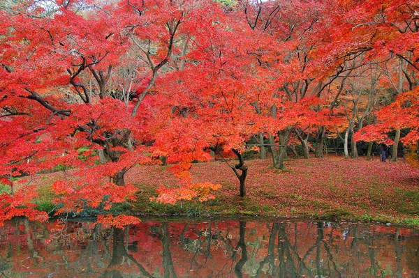 京都市立植物園-12.jpg