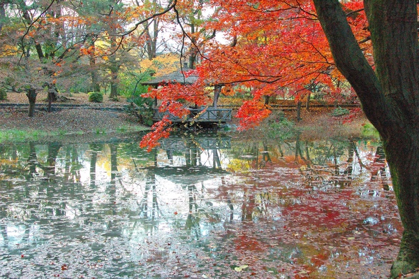 京都市立植物園-15.jpg