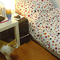 20080527.gif