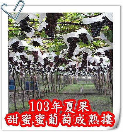 三姑葡萄 103夏果 開始採收摟