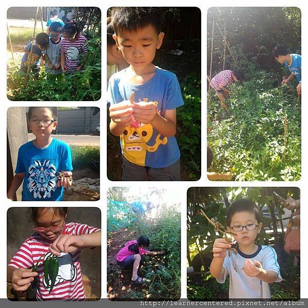 2016年6月有機農耕(2).jpg 2016年6月有機農耕(2).jpg