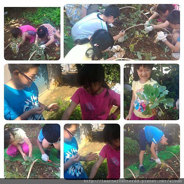 2016年6月有機農耕(3).jpg 2016年6月有機農耕(3).jpg