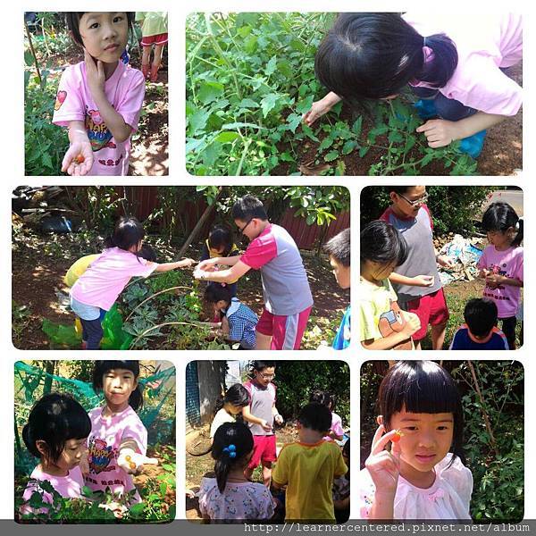 2016年6月有機農耕(1).jpg 2016年6月有機農耕(1).jpg