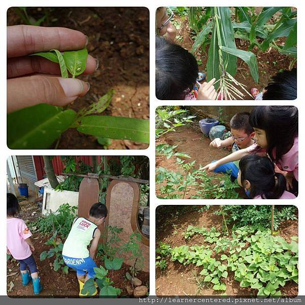 160513%26;27育碁有機農耕(1).jpg 160513%26;27育碁有機農耕(1).jpg