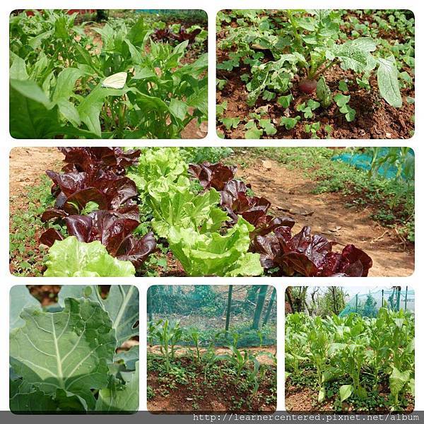 2016年4月育碁有機農耕(2).jpg 2016年4月育碁有機農耕(2).jpg