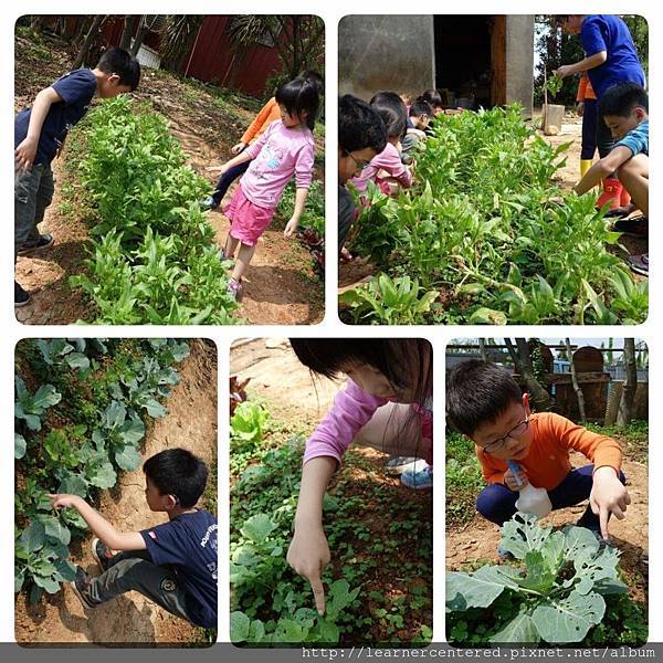 2016年4月育碁有機農耕(3).jpg 2016年4月育碁有機農耕(3).jpg