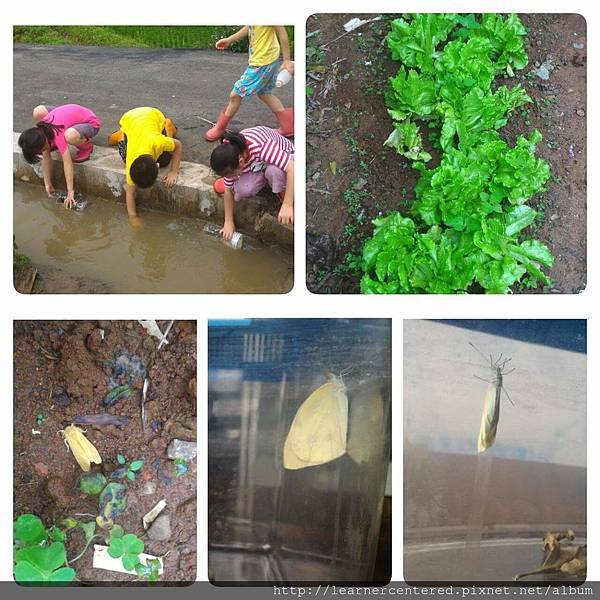 2016年4月育碁有機農耕(7).jpg 2016年4月育碁有機農耕(7).jpg