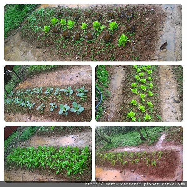 2016年3月育碁有機農耕(2).jpg 2016年3月育碁有機農耕(2).jpg