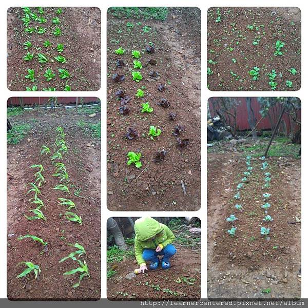 2016年3月育碁有機農耕(1).jpg 2016年3月育碁有機農耕(1).jpg