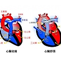 22 心臟血流