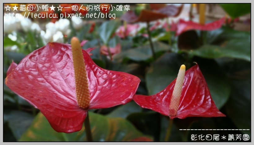 P_20160204_132308_DF.jpg P_20160204_132308_DF.jpg