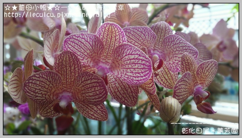 P_20160204_132706_DF.jpg P_20160204_132706_DF.jpg