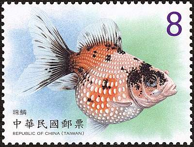 介紹四種金魚品種 太陽公公的部落格 痞客邦 介紹四種金魚品種 太陽公公的部落格 痞客邦