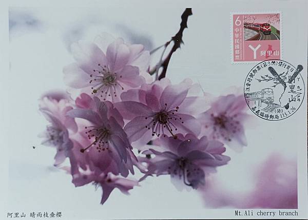 阿里山櫻花原圖卡