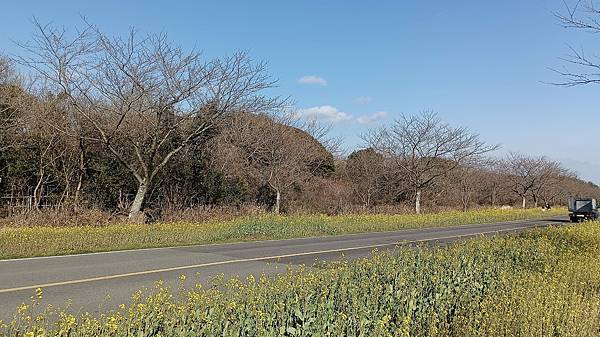 2024韓國濟州島自由行（12）－鹿山路