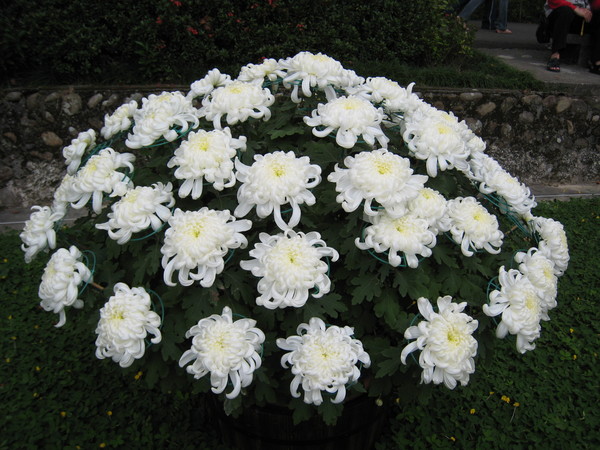 多美的白菊