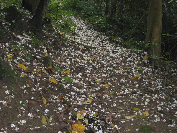 桐花步道