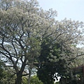 2012.4林家花園流蘇花