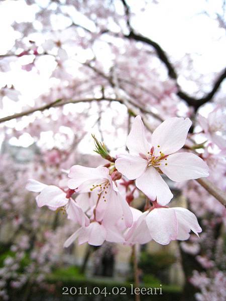 201104 (1) 京都櫻花