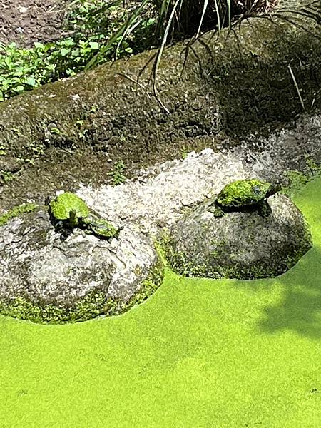 LINE_ALBUM_2023-05-16 校外教學-動物園_230517_70.jpg