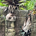 LINE_ALBUM_2023-05-16 校外教學-動物園_230517_74.jpg