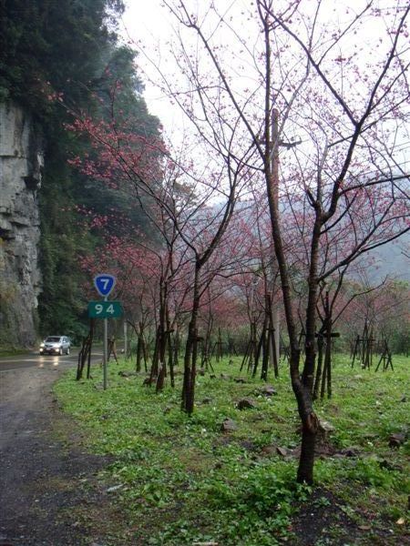 沿途的櫻花~