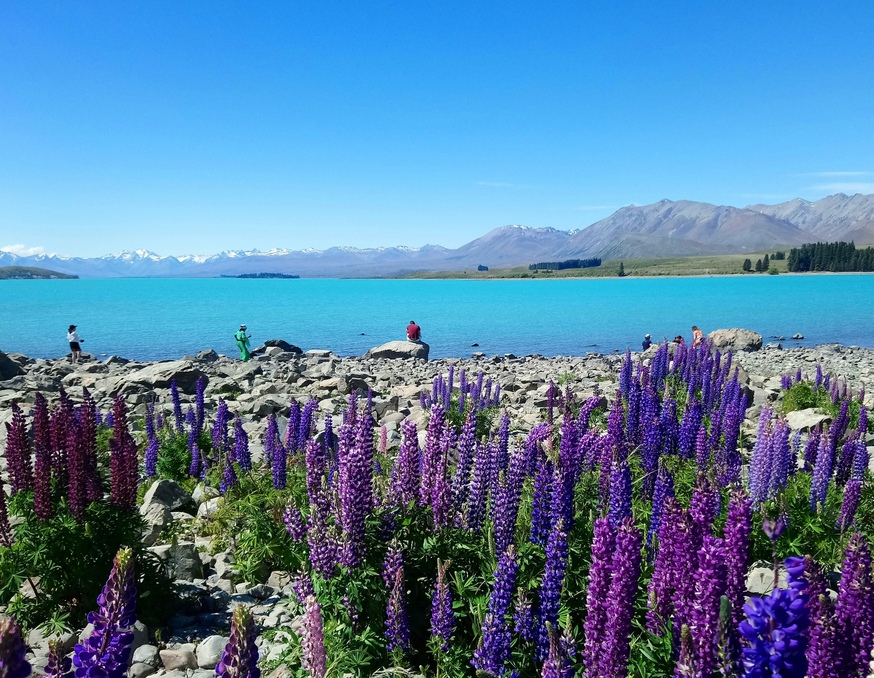 蒂卡波湖 (1).JPG