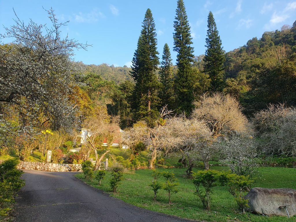 日月潭一月雪深冬臘月花盛開！