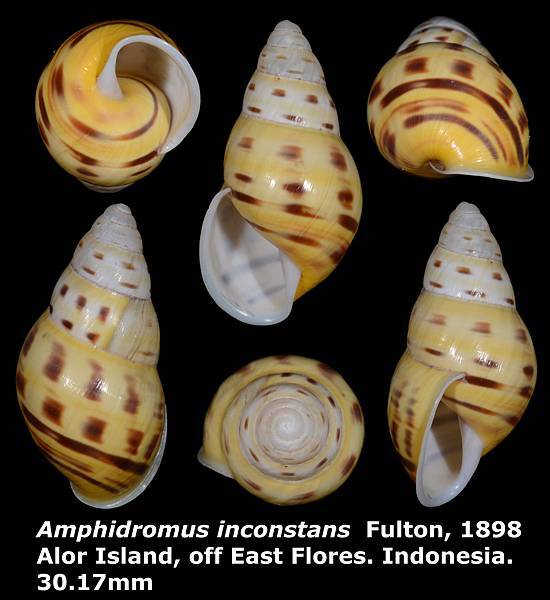 Amphidromus inconstans 30.17mm