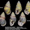 Amphidromus banksi 45.23 & 46.75mm 00.jpg