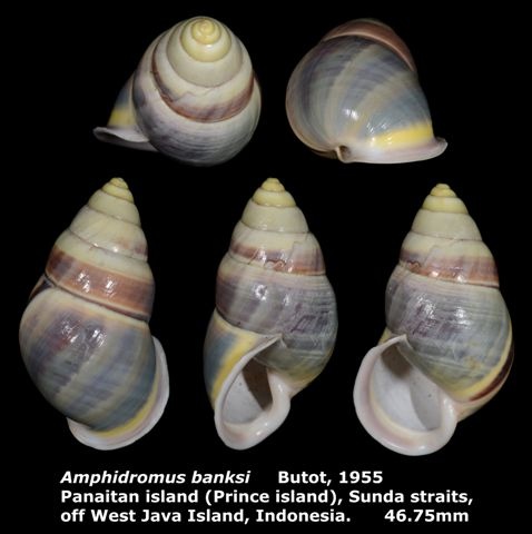 Amphidromus banksi 46.75mm 00.jpg