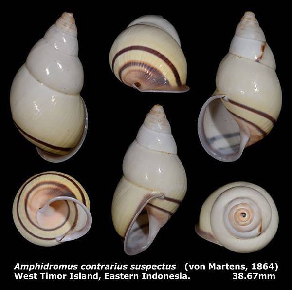 Amphidromus contrarius suspectus 38.67mm 00.jpg