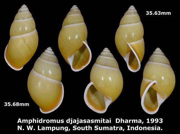 Amphidromus djajasasmitai 35.68 & 35.63mm 00.jpg