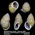 Amphidromus elviae 40.31mm 00.jpg