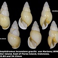 Amphidromus inconstans gracilis 33.83 & 34.15mm 00.jpg