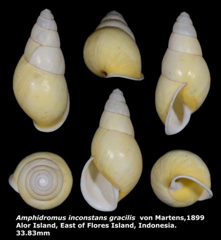 Amphidromus inconstans gracilis 33.83mm 00.jpg