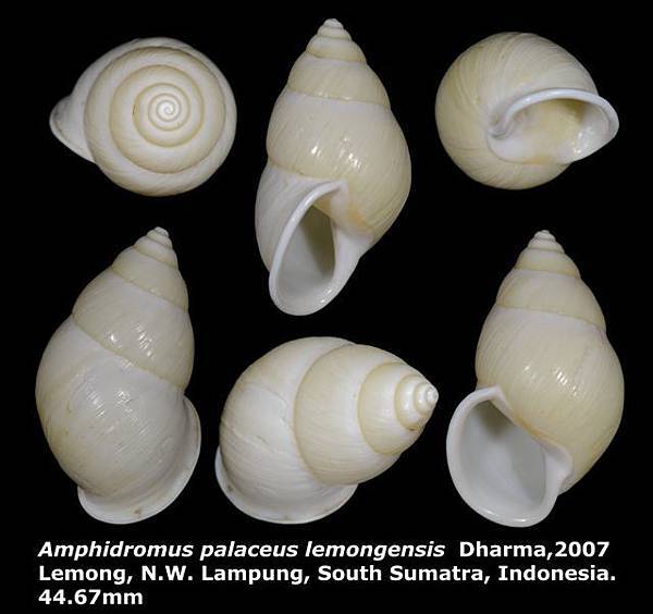 Amphidromus palaceus lemongensis 44.67mm 00.jpg