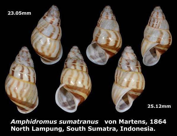 Amphidromus sumatranus 23.05 & 25.12mm 00.jpg